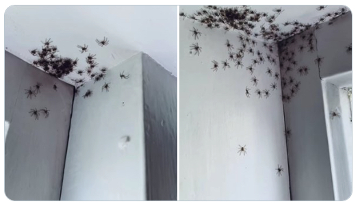 Arañas gigantes invaden recámara de una niña en Australia